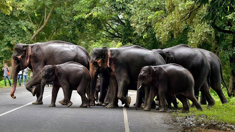 Một đàn voi xuất hiện tại Assam, Ấn Độ vào tháng 12-2017 Một đàn voi xuất hiện tại Assam, Ấn Độ vào tháng 12-2017