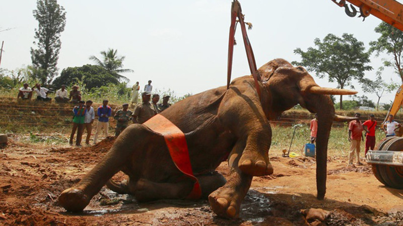 Con voi được đưa ra khỏi giếng bằng cần cẩu (ảnh: Guardian) Con voi được đưa ra khỏi giếng bằng cần cẩu (ảnh: Guardian)