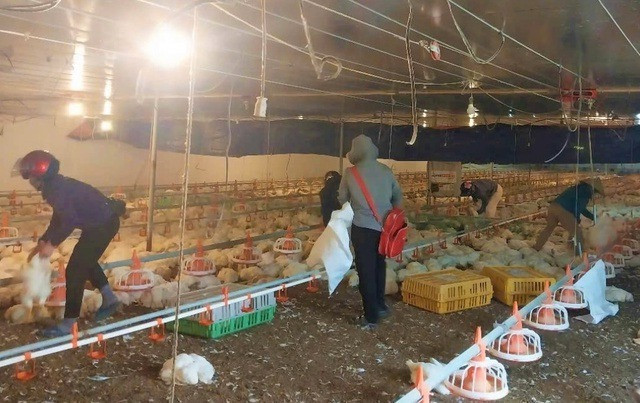 Hơn 10.000 con gà trong trang trại của anh Tư đồng loạt chết ngạt do sự cố mất điện đột ngột Hơn 10.000 con gà trong trang trại của anh Tư đồng loạt chết ngạt do sự cố mất điện đột ngột