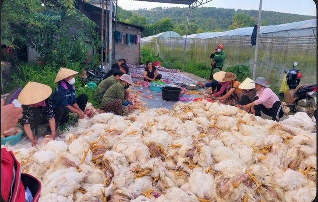 Người dân chung tay hỗ trợ sơ chế gà giúp chủ trang trại Người dân chung tay hỗ trợ sơ chế gà giúp chủ trang trại