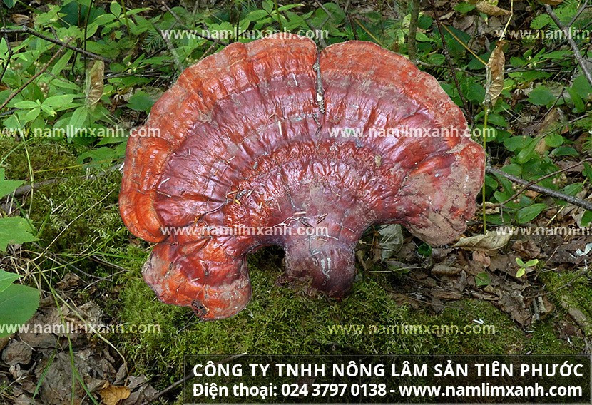 Nấm lim xanh chống ung thư tốt là nấm lim xanh rừng tự nhiên.