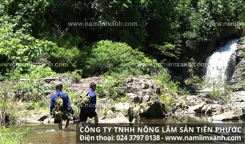 Thợ rừng Công ty Nông lâm sản Tiên Phước lội suối đi tìm nấm lim xanh.