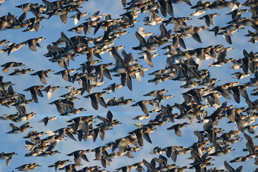Vịt trời Baikal bay thành từng đàn lớn, là mối đe doạ tiềm tàng với máy bay