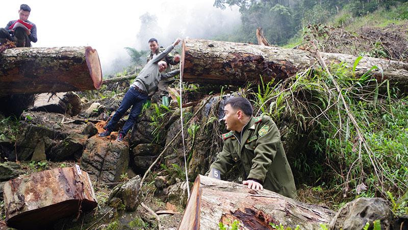 Hiện trường 2 cây gỗ nghiến cổ thụ bị các đối tượng chặt hạ (Ảnh: Công an nhân dân)