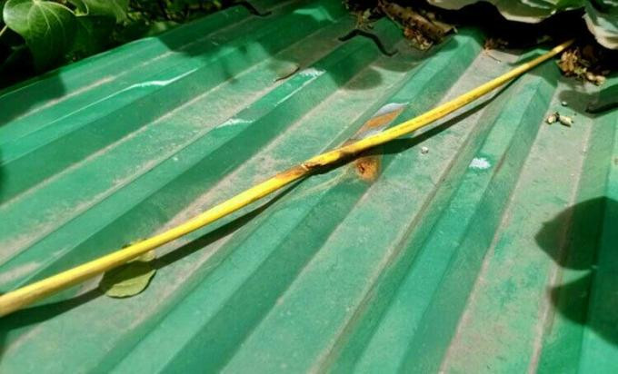 Sửa điện trên mái tôn cho gia đình, anh C. không may bị điện giật tử vong