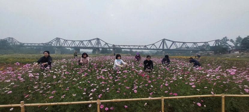 Bến hoa Phúc Xá trở thành điểm hẹn cho nhiều người dân Bến hoa Phúc Xá trở thành điểm hẹn cho nhiều người dân