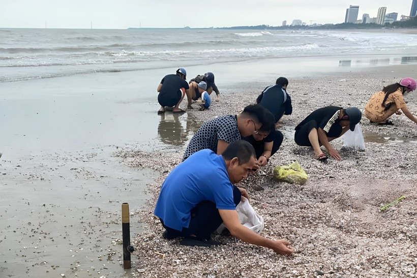 Người dân nhanh chóng ra nhặt số sò bị dạt vào bờ này
