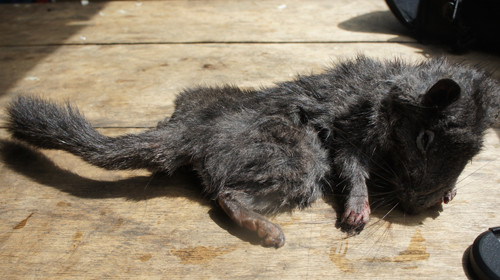 Phát hiện loài chuột đá "tuyệt chủng" cách đây 11 triệu năm ảnh 1