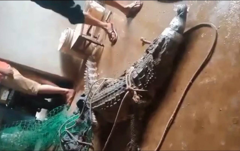 Con cá sấu nặng gần 40kg bị vây bắt