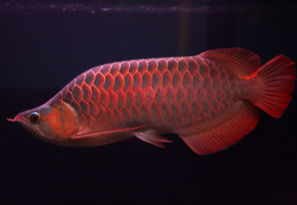 Năm Thìn, cùng xem Rồng uốn lượn ảnh 1 Năm Thìn, cùng xem Rồng uốn lượn ảnh 1