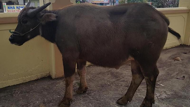 Con trâu mà Phát bắt trộm