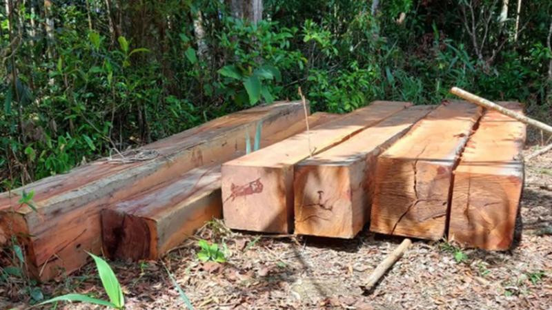 Gỗ được xẻ để tại hiện trường (Ảnh: Dân trí) Gỗ được xẻ để tại hiện trường (Ảnh: Dân trí)