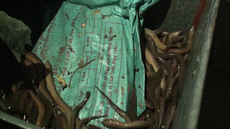 Các bao tải chứa ma túy được giấu trong thùng lươn (Ảnh: Zing) Các bao tải chứa ma túy được giấu trong thùng lươn (Ảnh: Zing)