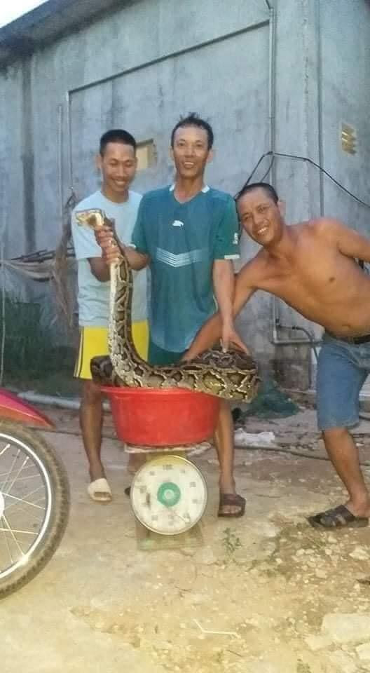 Trọng lượng con vật gần 40kg Trọng lượng con vật gần 40kg