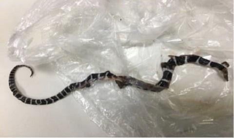 Con rắn đã cắn cháu Q. Con rắn đã cắn cháu Q.