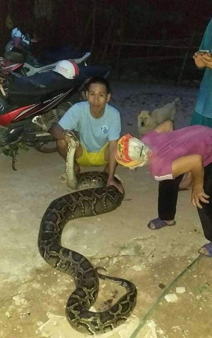 Anh Quân phát hiện con trăn trong vườn nhà Anh Quân phát hiện con trăn trong vườn nhà