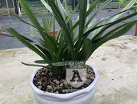 Cận mặt kẻ trộm lan táo tợn tại Hòa Bình lấy sạch toàn bộ lan đột biến trị giá 2,9 tỷ đồng