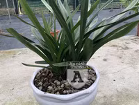 Cận mặt kẻ trộm lan táo tợn tại Hòa Bình lấy sạch toàn bộ lan đột biến trị giá 2,9 tỷ đồng