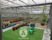 Cận mặt kẻ trộm lan táo tợn tại Hòa Bình lấy sạch toàn bộ lan đột biến trị giá 2,9 tỷ đồng