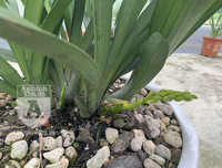 Cận mặt kẻ trộm lan táo tợn tại Hòa Bình lấy sạch toàn bộ lan đột biến trị giá 2,9 tỷ đồng