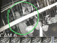 Cận mặt kẻ trộm lan táo tợn tại Hòa Bình lấy sạch toàn bộ lan đột biến trị giá 2,9 tỷ đồng