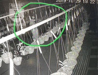 Cận mặt kẻ trộm lan táo tợn tại Hòa Bình lấy sạch toàn bộ lan đột biến trị giá 2,9 tỷ đồng