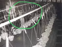 Cận mặt kẻ trộm lan táo tợn tại Hòa Bình lấy sạch toàn bộ lan đột biến trị giá 2,9 tỷ đồng