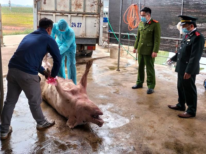 Phòng Cảnh sát môi trường làm nhiệm vụ phát hiện lái xe chở lợn nhiễm bệnh dịch tả Châu Phi Phòng Cảnh sát môi trường làm nhiệm vụ phát hiện lái xe chở lợn nhiễm bệnh dịch tả Châu Phi