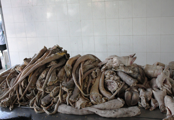 Phát hiện xác hổ và gấu con trong hầm xe khách ảnh 4