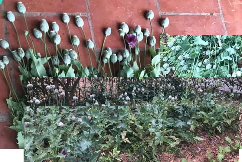 Cơ quan Công an thu giữ số cây anh túc tại vườn nhà một số người dân trên địa bàn Cơ quan Công an thu giữ số cây anh túc tại vườn nhà một số người dân trên địa bàn