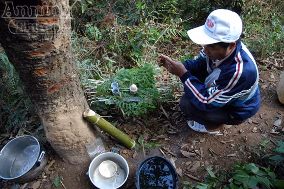 Tục xem gan lợn để biết vận mệnh trong năm ảnh 3