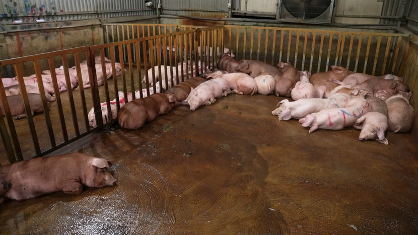 Phat hiện cơ sở giết mổ có nhiều lợn mang dịch bệnh