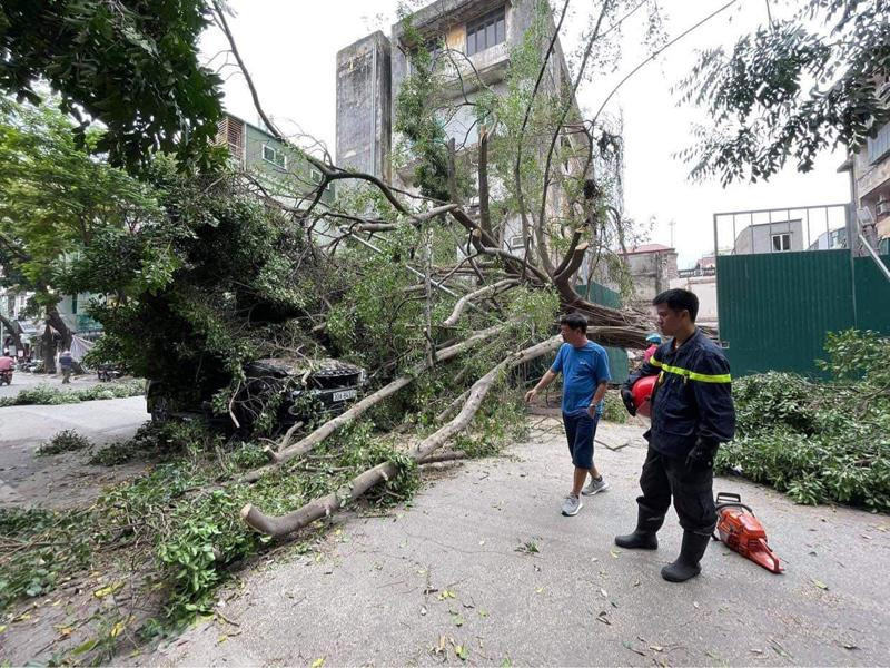 Lực lượng cứu hộ xử lý sự cố cây đổ đè vào xe Lực lượng cứu hộ xử lý sự cố cây đổ đè vào xe