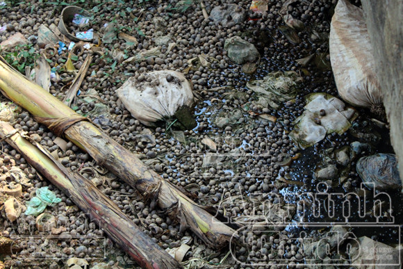 Nguy hại từ việc người dân ăn ốc, chính quyền đổ vỏ ảnh 14 Nguy hại từ việc người dân ăn ốc, chính quyền đổ vỏ ảnh 14