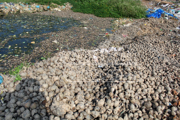 Nguy hại từ việc người dân ăn ốc, chính quyền đổ vỏ ảnh 9 Nguy hại từ việc người dân ăn ốc, chính quyền đổ vỏ ảnh 9