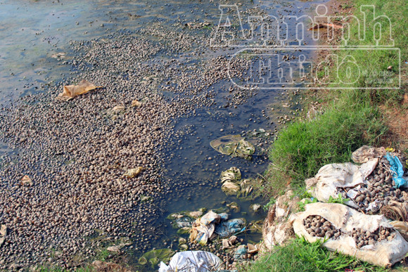 Nguy hại từ việc người dân ăn ốc, chính quyền đổ vỏ ảnh 2 Nguy hại từ việc người dân ăn ốc, chính quyền đổ vỏ ảnh 2