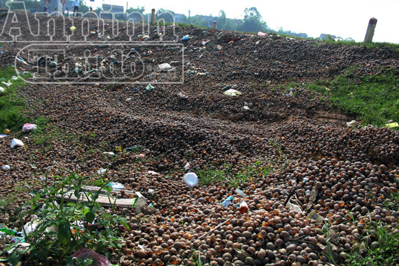 Nguy hại từ việc người dân ăn ốc, chính quyền đổ vỏ ảnh 13 Nguy hại từ việc người dân ăn ốc, chính quyền đổ vỏ ảnh 13