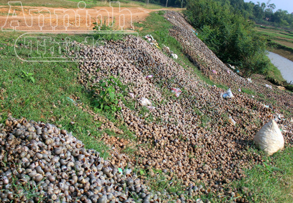 Nguy hại từ việc người dân ăn ốc, chính quyền đổ vỏ ảnh 10 Nguy hại từ việc người dân ăn ốc, chính quyền đổ vỏ ảnh 10