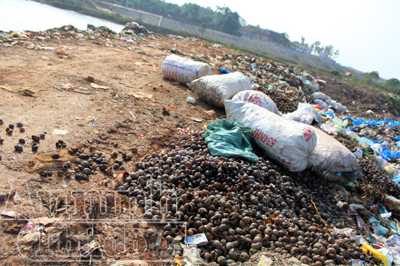 Nguy hại từ việc người dân ăn ốc, chính quyền đổ vỏ ảnh 7 Nguy hại từ việc người dân ăn ốc, chính quyền đổ vỏ ảnh 7