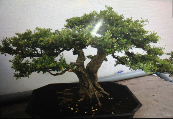 Triệt phá băng trộm cây cảnh giá nghìn USD ảnh 3