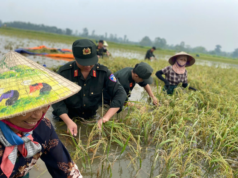 Lực lượng Công an hỗ trợ người dân xã Đa Phúc thu hoạch lúa bị ngập do mưa lũ
