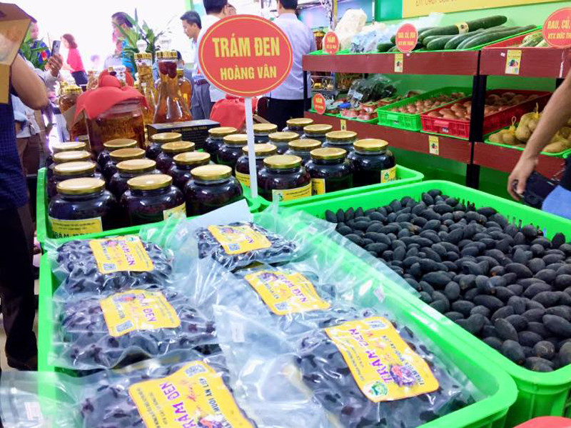 Trám đen đặc sản nức tiếng của huyện Hiệp Hòa Trám đen đặc sản nức tiếng của huyện Hiệp Hòa