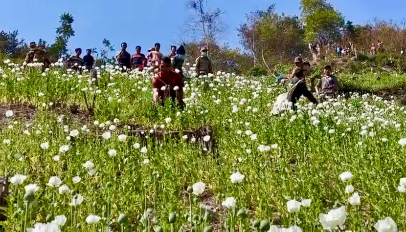 Công an tỉnh Điện Biên phối hợp phá hủy gần 70ha diện tích trồng cây thuốc phiện trái phép Công an tỉnh Điện Biên phối hợp phá hủy gần 70ha diện tích trồng cây thuốc phiện trái phép