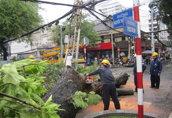 Cây cổ thụ bật gốc giữa phố, người đi đường hú vía ảnh 1