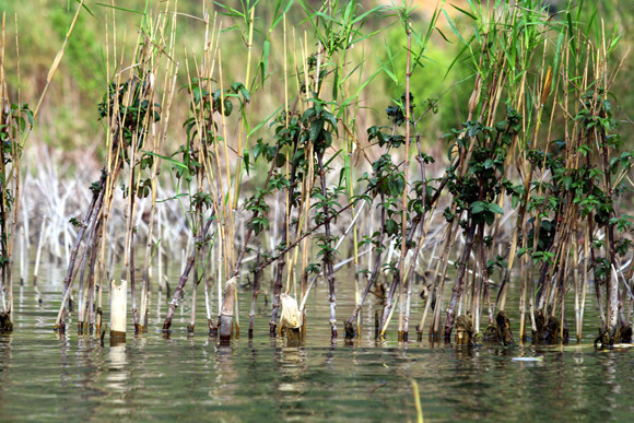 Lễ hội có thắng cảnh hút hồn du khách trong nước và quốc tế ảnh 17