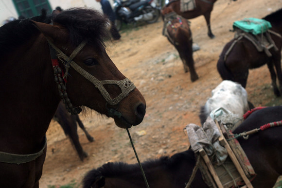 Nơi buôn bán “chiến mã” rầm rộ nhất ảnh 12