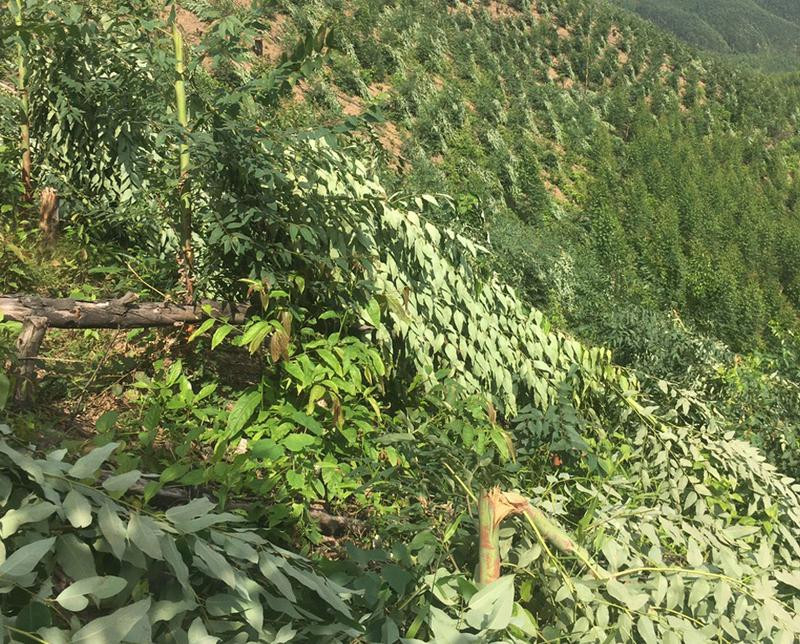 Công an khẩn trường điều tra vụ việc trên 2ha rừng bạch đàn bị kẻ xấu chặt hạ trong đêm