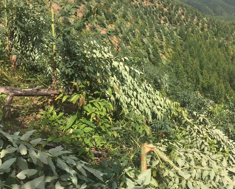 Công an khẩn trường điều tra vụ việc trên 2ha rừng bạch đàn bị kẻ xấu chặt hạ trong đêm