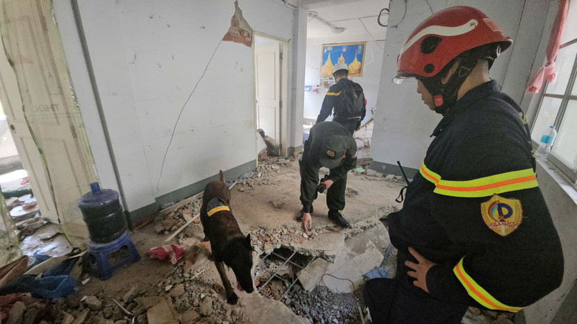 Sử dụng chó nghiệp vụ tìm kiếm cứu nạn