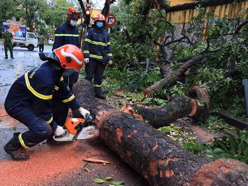Lực lượng CNCH xử lý sự cố cây xà cừ đổ